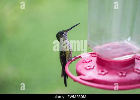 Imperatrice Brilliant (Heliodoxa imperatrix), un colibrì su un alimento in Colombia Foto Stock