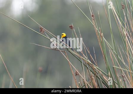 Blackbird arroccato con cappuccio giallo (Chrysomus icterocephalus) nelle zone umide di la Florida, Bogotà, Colombia Foto Stock