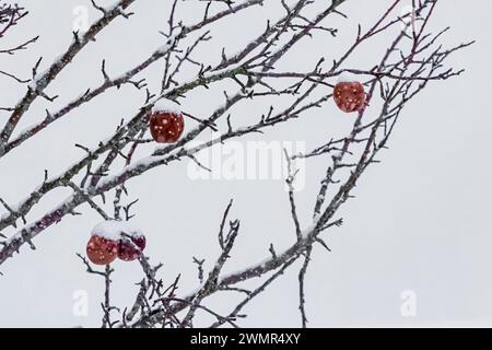 Mele lasciate su un melo abbandonato nella contea di Mecosta, Michigan, Stati Uniti Foto Stock