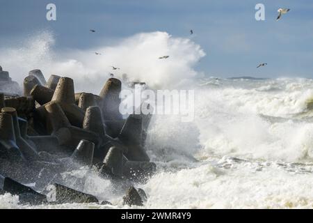 Scena di uragano, un gabbiano vola sulle onde e spruzza durante una tempesta costiera, punto focale selezionato Foto Stock