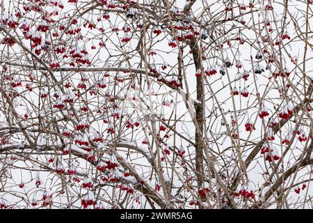 Highbush Cranberry, Viburnum trilobum o opulus, Mecosta County, Michigan, Stati Uniti Foto Stock