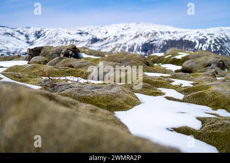 Campi di lava Mossy vicino a Eldhraun ricoperti di neve Foto Stock