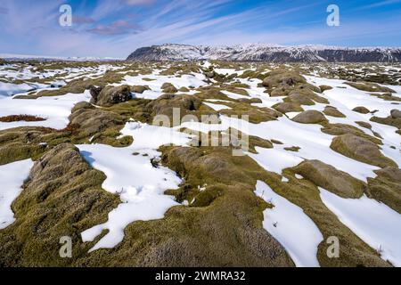 Campi di lava Mossy vicino a Eldhraun ricoperti di neve Foto Stock