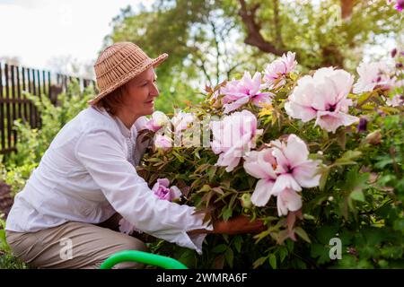 Il giardiniere anziano ammira le peonie degli alberi in fiore nel giardino primaverile. La donna abbraccia fiori godendo della natura. Hobby di giardinaggio. Foto Stock