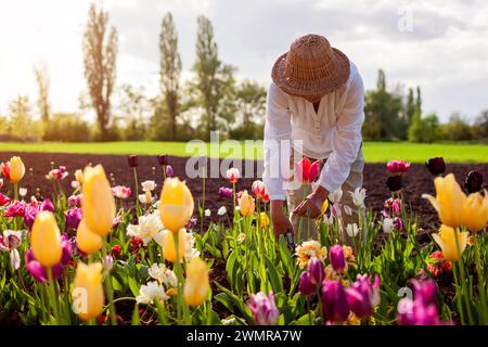 Giardiniere di mezza età che raccoglie i fiori di tulipani nel giardino di primavera. La donna anziana taglia il gambo con potatrice che gode di fiori. Giardinaggio Foto Stock