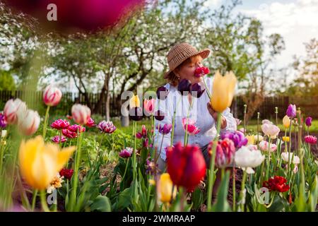 Ritratto di un giardiniere anziano che raccoglie i fiori di tulipani nel giardino primaverile. Donna in pensione con cappello di paglia che puzza di fioritura. Giardinaggio all'aperto Foto Stock