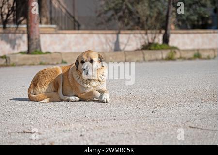 Cane randagio seduto in mezzo alla strada. Foto Stock