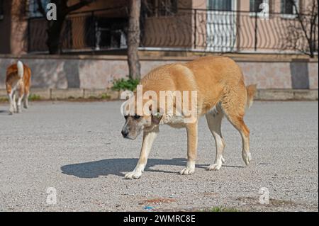 Due cani randagi per strada. Foto Stock