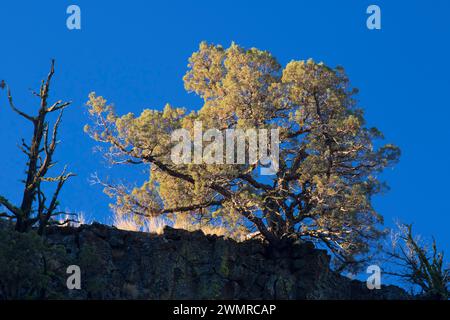 Ginepro occidentale (Juniperus occidentalis) dal Chimney Rock Trail, Crooked Wild e Scenic River, Lower Crooked River National Back Country Byway, Prin Foto Stock