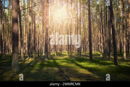 Foto di una foresta con il sole che tramonta tra gli alberi, messa a fuoco selettiva. Foto Stock