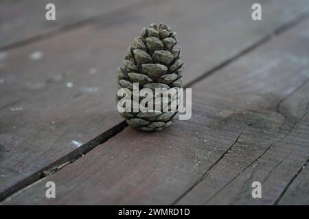 Il pino dello stagno, il pino corteccia nera, il pino di baia, il pino paludoso o il pino pocosina (Pinus serotina) Foto Stock