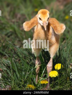 Sandhill Crane colt (baby Grus canadensis) che cammina attraverso erba e fiori, Kensington Metropark, vicino a Milford, Michigan Foto Stock