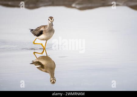 Zampe di giallo minori in cerca di cibo sulla costa del Golfo di San Lorenzo in Canada. Foto Stock