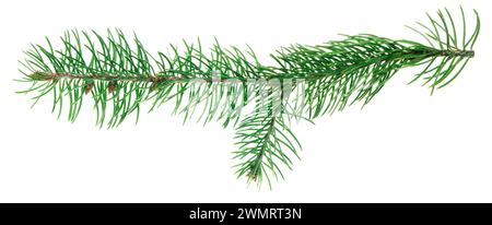 Alberi di Natale verdi. Elemento di progettazione. Festività natalizie invernali. Lunghi rami di alberi di Natale. Per decorazioni botaniche e ghirlande. Anche per hol Foto Stock