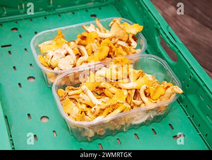 Funghi Chanterelle freschi in contenitori per uso culinario Foto Stock