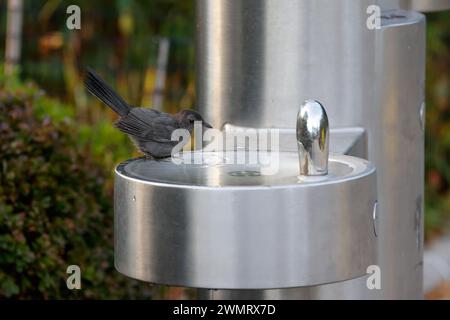 Un giovane Gray Catbird (Dumetella carolinensis) fa un bagno in una fontana pubblica in acciaio inossidabile inondata a New York Foto Stock