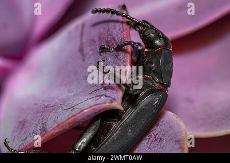 Scarabeo Darkling. Insetti Coleoptera Carabidae in natura. Coleottero verme Tenebrio molitor, una specie di coleottero scuro di grano e grano prodotto Foto Stock