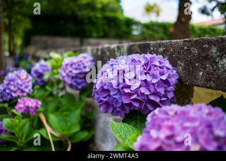 Bellissimi fiori di ortensia viola sulla strada di Vila das Furnas. Isola di São Miguel, Azzorre Foto Stock