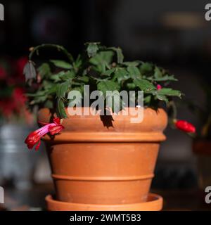 Un vaso di fiori di terracotta arancia e un bellissimo cactus natalizio in fiore, con una fioritura giovane o fiorita a fuoco. Foto Stock