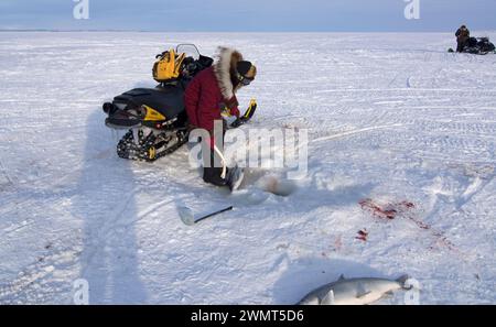 Donne indigene dell'Alaska Inupiaq che praticano la pesca di ovini sul suono di Kotzebue fuori dalla cittadina di Kotzebue Sound, Alaska artica nord-occidentale Foto Stock