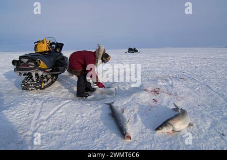 Donne indigene dell'Alaska Inupiaq che praticano la pesca di ovini sul suono di Kotzebue fuori dalla cittadina di Kotzebue Sound, Alaska artica nord-occidentale Foto Stock