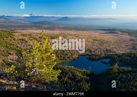 Whitebark pine con poco tre Creek Lake da Tam McArthur Rim Trail, tre sorelle deserto Deschutes National Forest, Oregon Foto Stock