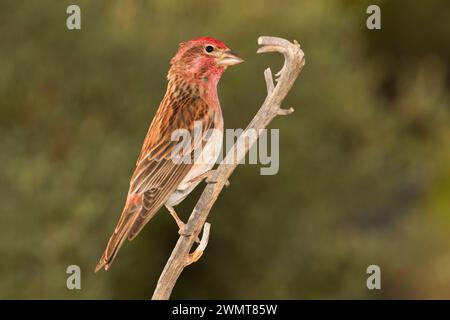 Cassin's finch (Haemorhous cassinii) al Lago di Cabina uccello cieco, Deschutes National Forest, Oregon Foto Stock