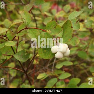 Gruppo di bacche bianche (Symphoricarpos) su un cespuglio nelle Blue Mountains, Oregon Foto Stock