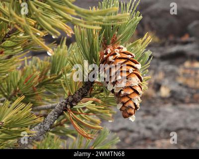 Cono di Pinus flexilis (Pinus flexilis) su un albero nel Craters of the Moon National Monument and Preserve, Idaho Foto Stock