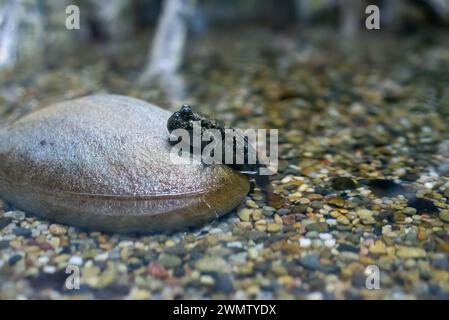 Mudskipper creatura seduta sulla pietra da vicino Foto Stock