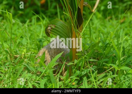 scena un campo piantato con verdure e alcuni anche riso piantato. molto ampia, per quanto l'occhio può vedere le piante. Situato a Wonosobo, Indonesia. niente fastidio Foto Stock