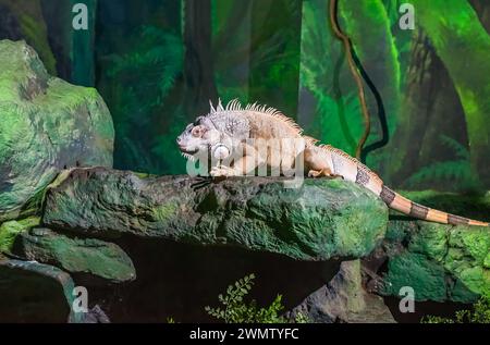 L'iguana verde, nota anche come iguana americana o iguana verde comune seduta sull'albero Foto Stock