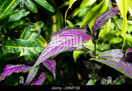 Strolithes dyeriana, lo scudo persiano o la pianta viola reale da vicino Foto Stock