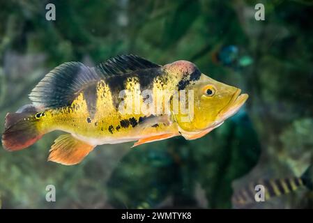 Cichla ocellaris, conosciuta come la farfalla di pavone in acquario Foto Stock