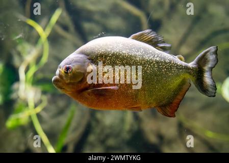 Piranha dal panciotto rosso noto anche come piranha rosso (Pygocentrus nattereri) Foto Stock