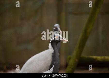 Gru demoiselle (Anthropoides virgo), nota anche come gru blu. Uccelli selvatici. Foto Stock