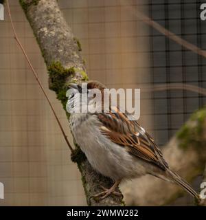 Un maschio adulto Casa passero (Passer domesticus) arroccato su un nodo di legno Foto Stock