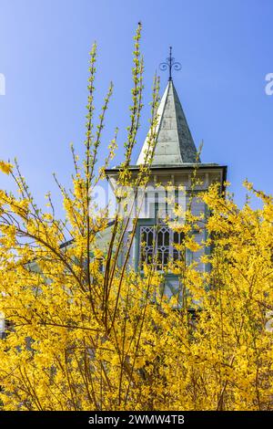 Casa in legno con torre e forsythia fiorita Foto Stock