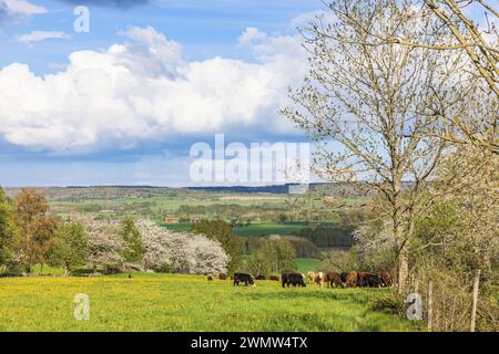 Splendida vista sul paesaggio con mucche al pascolo in primavera Foto Stock