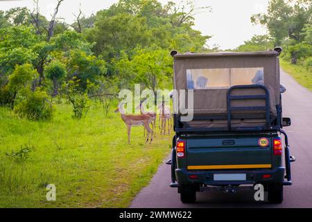 Un veicolo da safari è parcheggiato su una strada nel Kruger National Park, con i turisti che osservano un gruppo di impala che pascolano nelle vicinanze. La lussureggiante vegetazione e il tranqui Foto Stock