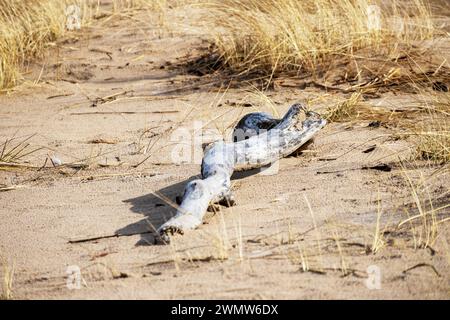 Spiaggia di mare Baltico con legno lavato su sabbia marrone con mare blu e cielo blu sullo sfondo Foto Stock