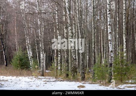 Bordo di una foresta con giovani betulle e piccoli pini tra loro su uno sfondo di neve Foto Stock