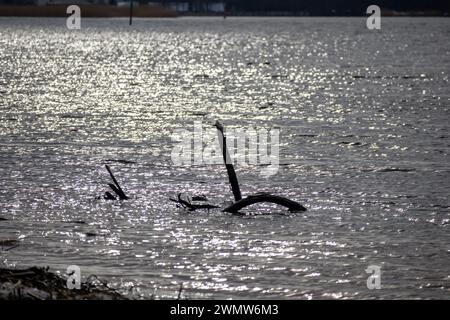 Un ramo di albero grigio galleggia in acqua frizzante Foto Stock