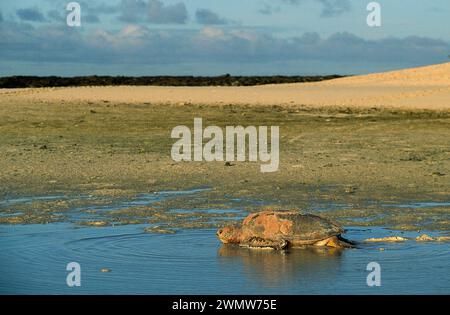 Tartarughe, Caretta caretta, classificata come vulnerabile, che ritorna in mare dopo aver deposto le uova, Heron Island, grande Barriera Corallina, Queensland, Austra Foto Stock