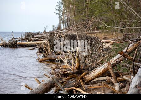 I tronchi d'albero lavati via dalla tempesta caddero in mare Foto Stock