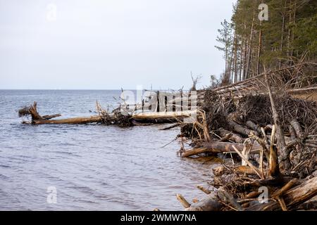 I tronchi d'albero lavati via dalla tempesta caddero in mare Foto Stock