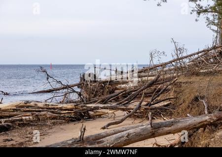 I tronchi d'albero lavati via dalla tempesta caddero in mare Foto Stock