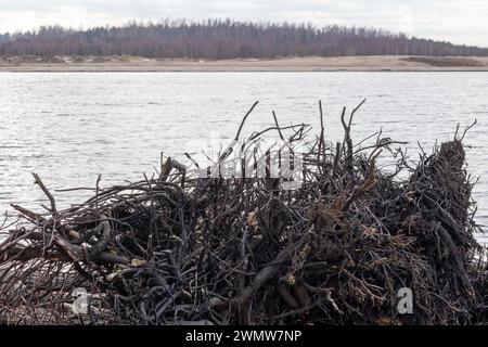 I tronchi d'albero lavati via dalla tempesta caddero in mare Foto Stock