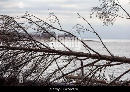 I tronchi d'albero lavati via dalla tempesta caddero in mare Foto Stock