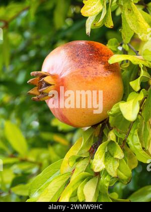 Il melograno rosso maturo (Punica granatum) cresce sul ramo dell'albero. Mazzo fresco di frutta naturale che cresce nel giardino fatto in casa. Primo piano. Agricoltura biologica, Foto Stock